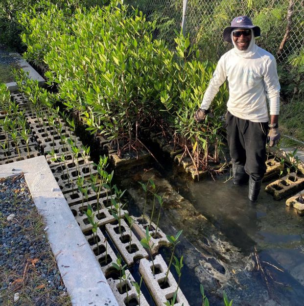 Our commitment to restoring the BVI’s mangrove forests...